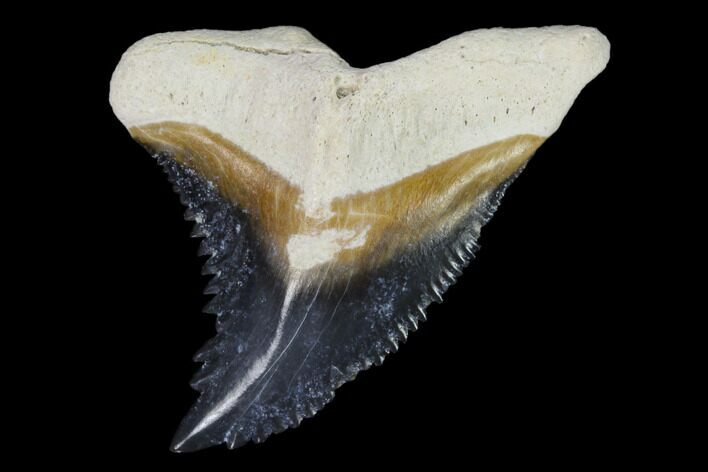 Fossil Shark Tooth (Hemipristis) - Bone Valley, Florida #122576